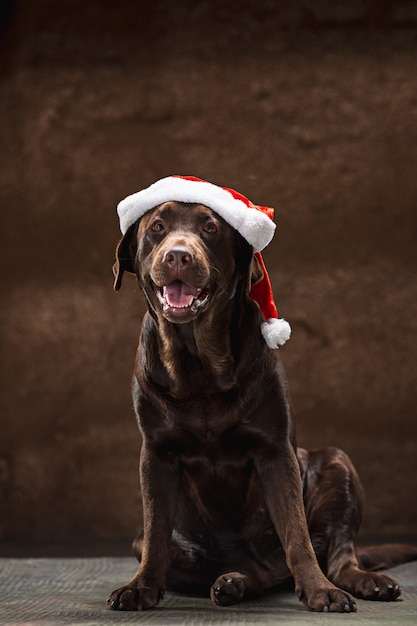 El labrador retriever negro sentado con regalos en Navidad Santa hat