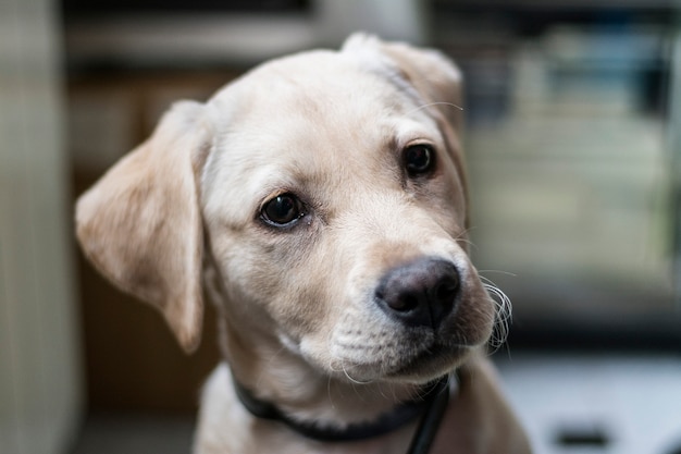 Labrador retriever