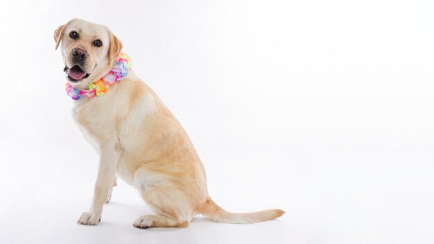 Labrador retriever