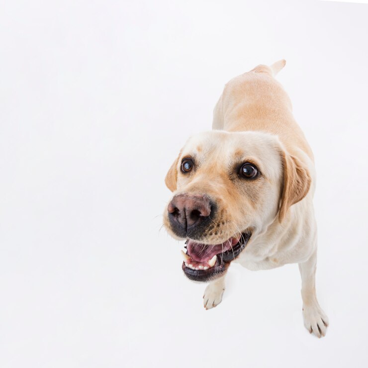 Labrador retriever