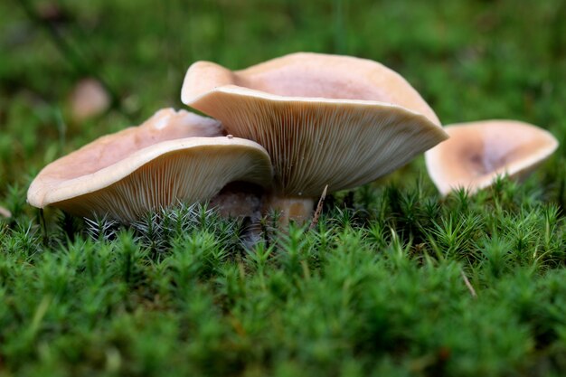 Lactarius deliciosus, comúnmente conocido como el gorro de leche de azafrán y el hongo de pino rojo