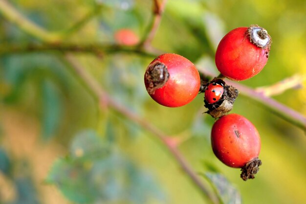 &quot;Ladybug sentado en las bayas&quot;