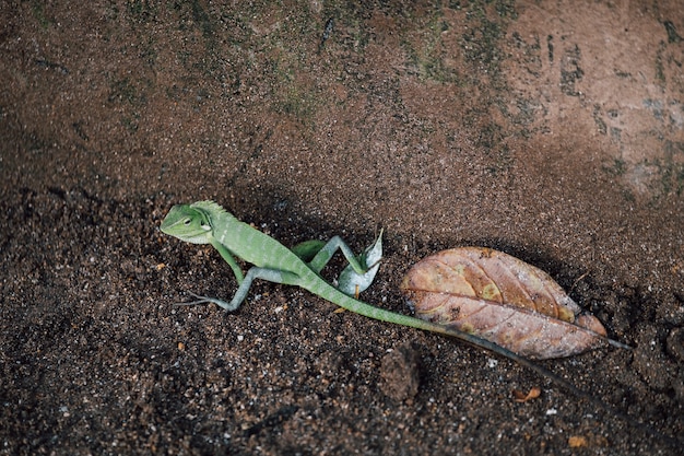 lagartija verde, camaleon caminando