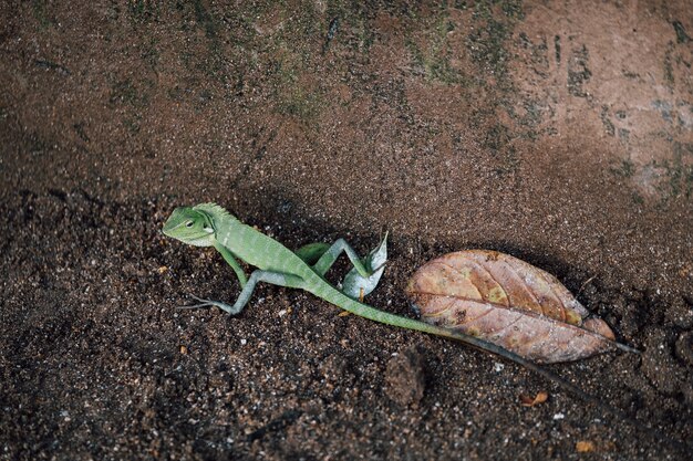 lagartija verde, camaleon caminando