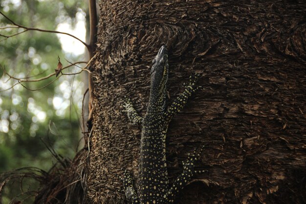 lagarto en el árbol