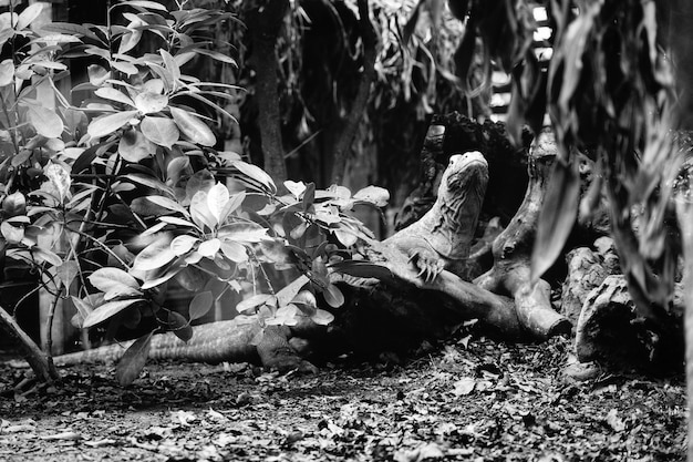 Lagarto en blanco y negro