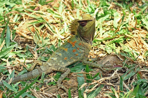 Lagarto bosque dragón macho sobre hierba con fondo natural