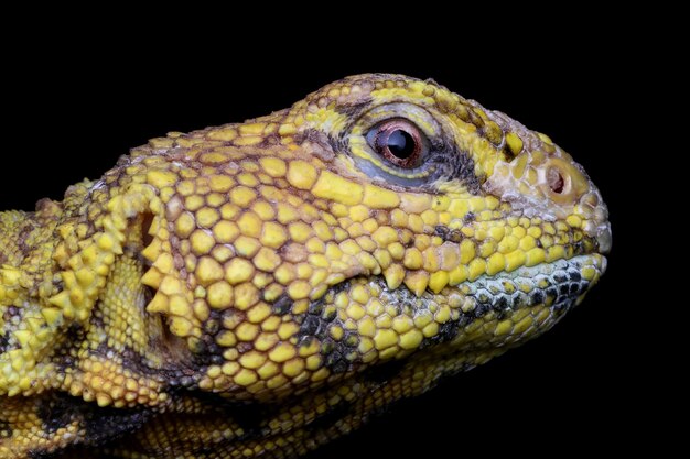 Lagarto de cola espinosa Uromastyx geyri closeup cabeza Lagarto de cola espinosa closeup cara