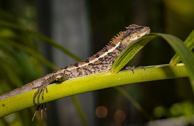 Lagarto colorido sentado en la rama verde