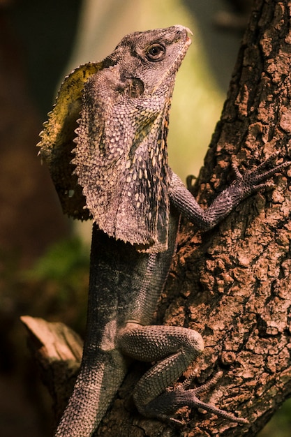 Lagarto con cuello