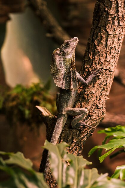 Lagarto con cuello