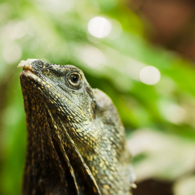 Lagarto con cuello