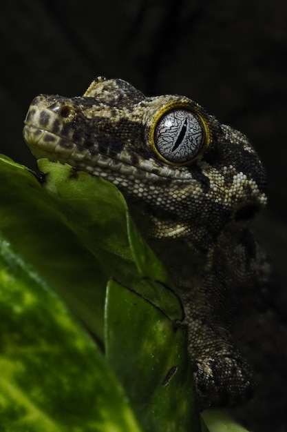 Lagarto gecko marrón sobre una hoja verde