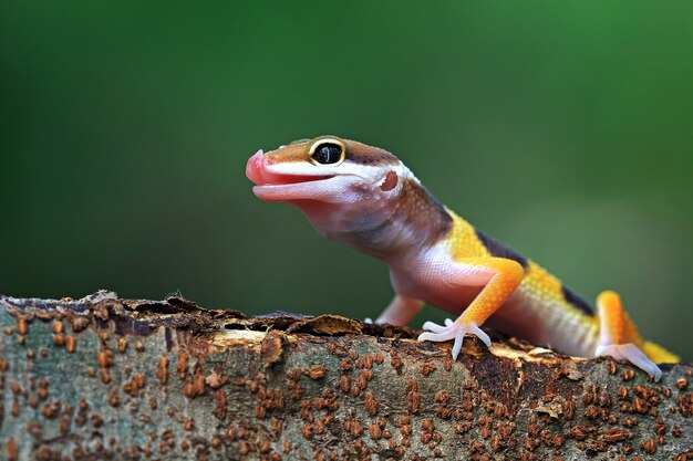 Lagarto gecko naranja en rama