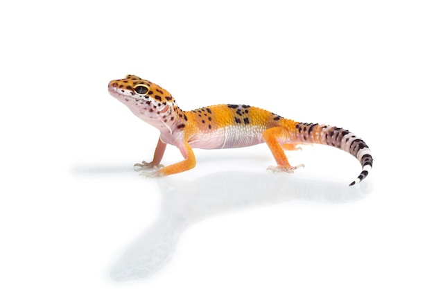 Lagarto gecko naranja sobre fondo blanco.