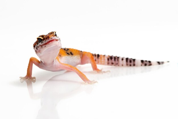 Lagarto gecko naranja sobre fondo blanco.