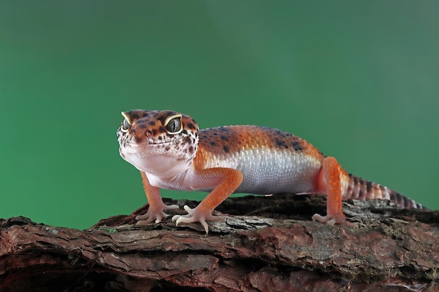 Lagarto gecko naranja sobre madera