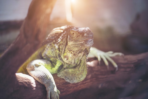 lagarto gigante que sostiene en la rama muerta en el bosque.