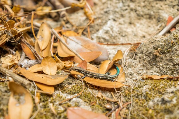 Lagarto en hojas