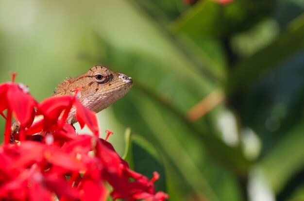 Lagarto macro al aire libre