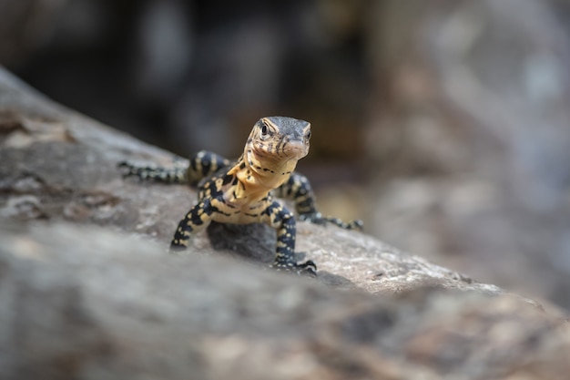 Lagarto marrón y negro sobre roca gris