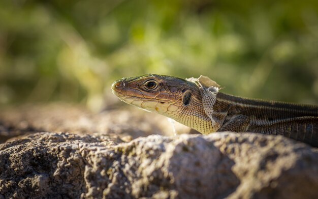 Lagarto marrón y negro sobre roca