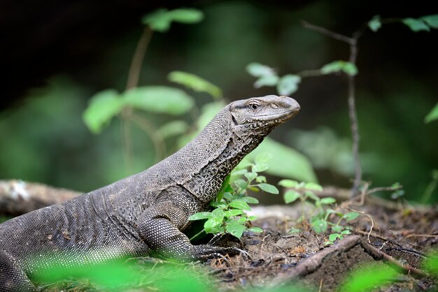 Lagarto monitor grande en Sri Lanka