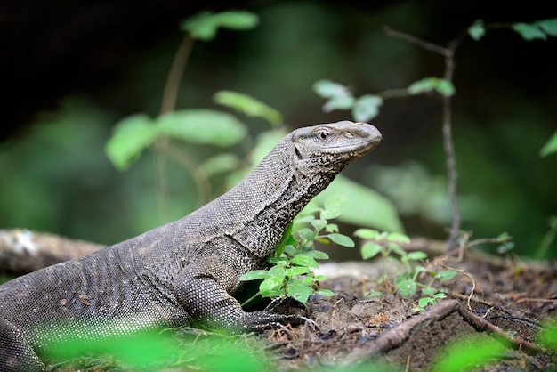 Lagarto monitor grande en Sri Lanka