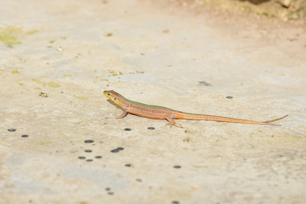 Lagarto de pared maltés de cola anormal