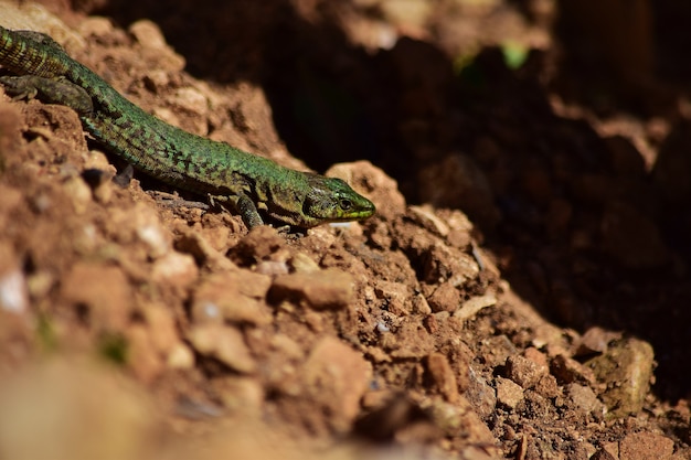 Foto gratuita lagarto de pared maltés macho verde, podarcis filfolensis maltensis, custodiando su nido.