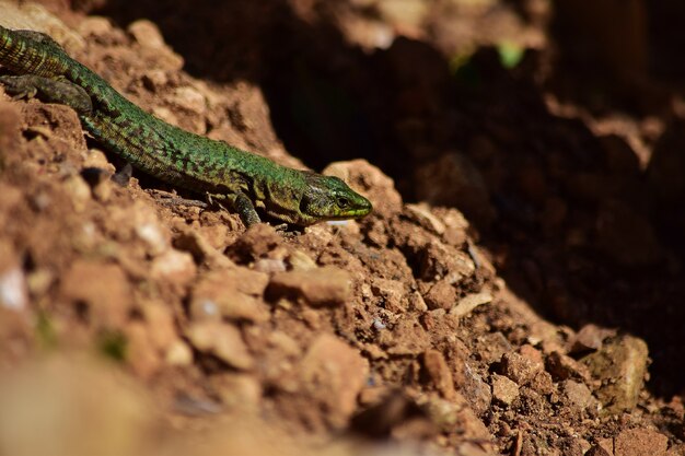 Lagarto de pared maltés macho verde, Podarcis filfolensis maltensis, custodiando su nido.