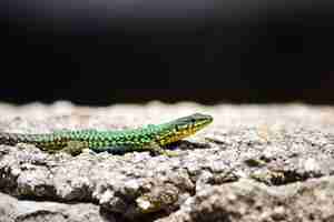 Foto gratuita lagarto de pared maltés macho verde, podarcis filfolensis maltensis, tomando el sol en una pared