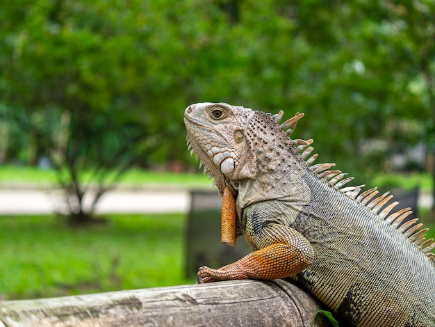 Un lagarto de pie sobre la madera en el jardín