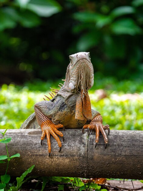 Un lagarto de pie sobre la madera en el jardín