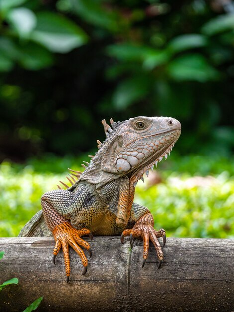 Un lagarto de pie sobre la madera en el jardín