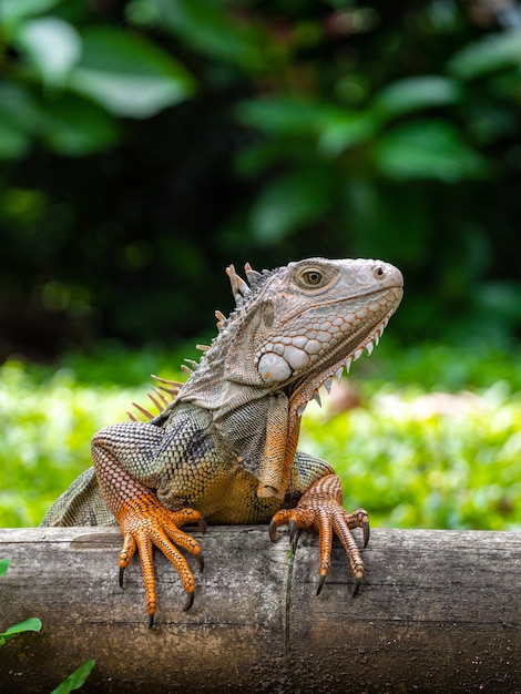 Un lagarto de pie sobre la madera en el jardín