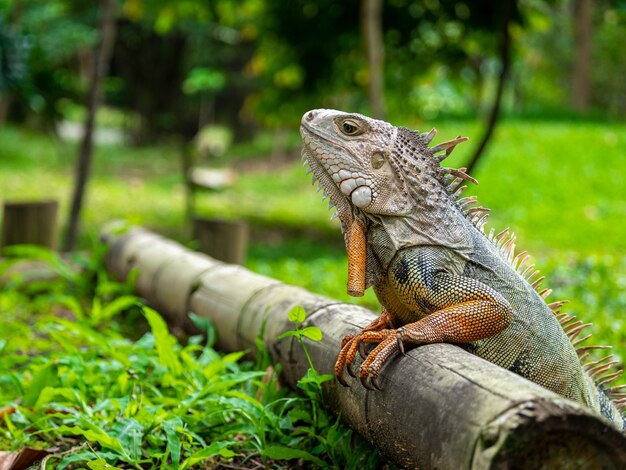 Un lagarto de pie sobre la madera en el jardín