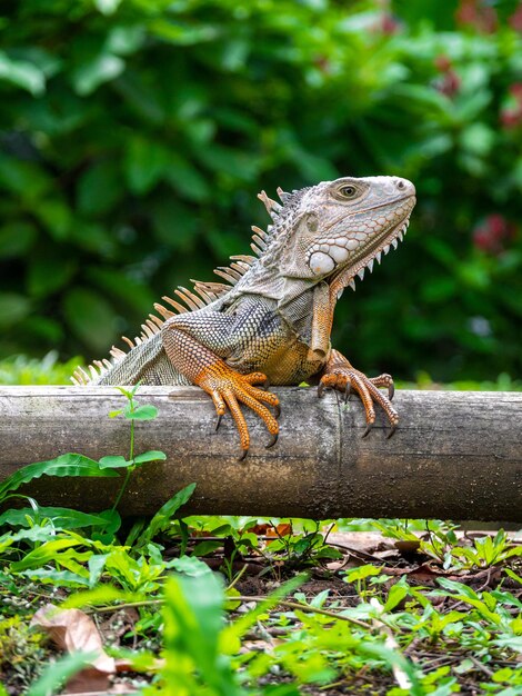 Un lagarto de pie sobre la madera en el jardín