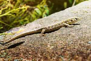 Foto gratuita lagarto en la roca.