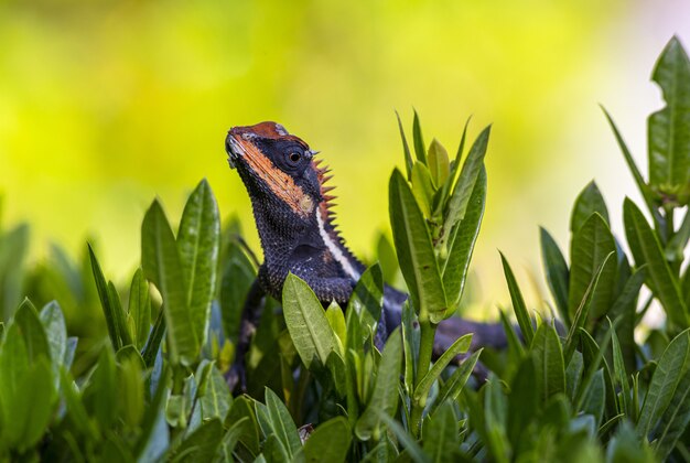 Lagarto sentado en la hierba de cerca