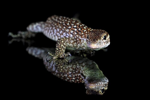 Lagarto Varanus Nebulosus en la reflexión Monitor nublado