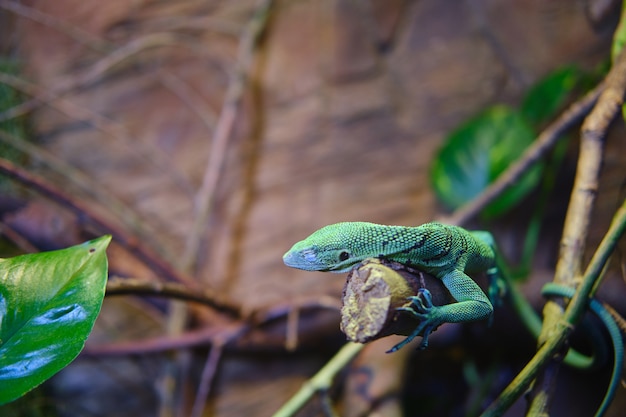 Lagarto verde en una rama de un árbol con fondo borroso