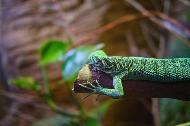 Foto gratuita lagarto verde en una rama de un árbol con fondo borroso