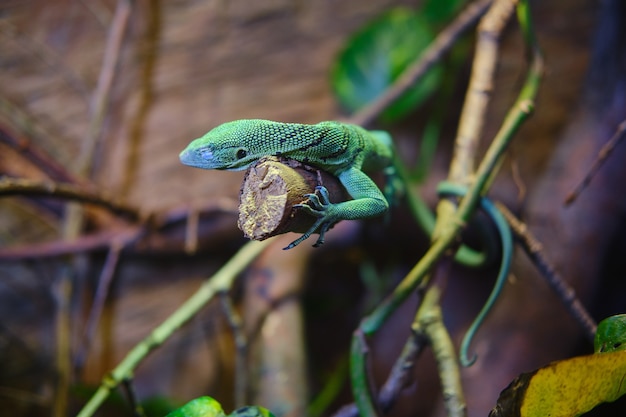 Foto gratuita lagarto verde en una rama de un árbol