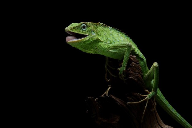 Lagarto verde en rama lagarto verde tomando el sol en la madera lagarto verde trepar sobre madera