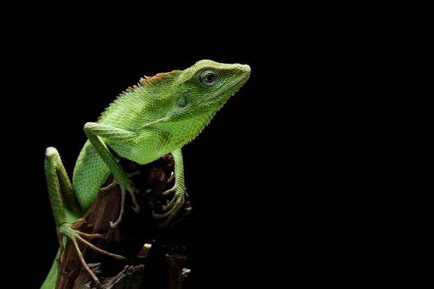 Lagarto verde en rama lagarto verde tomando el sol en la madera lagarto verde trepar sobre madera