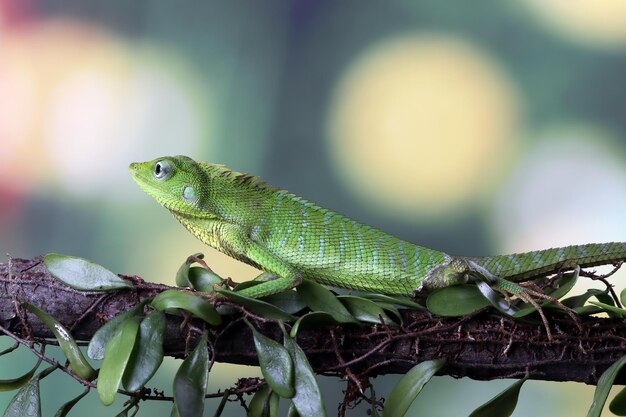 Lagarto verde en la rama lagarto verde tomando el sol en la madera