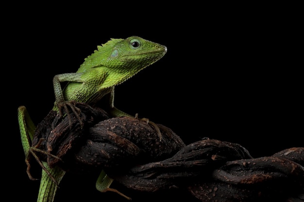 Lagarto verde en rama lagarto verde tomando el sol en la madera