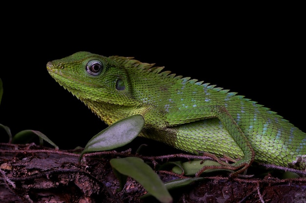 Lagarto verde en rama lagarto verde tomando el sol en la madera