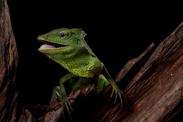 Lagarto verde en rama lagarto verde tomando el sol en la madera